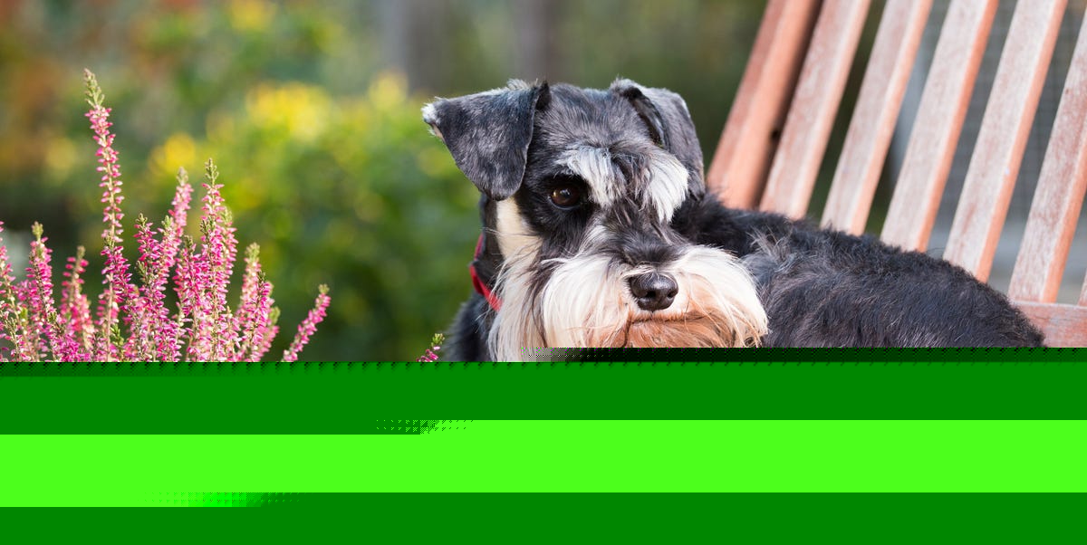 9 Dog Breeds That Make the Best Gardening Companions