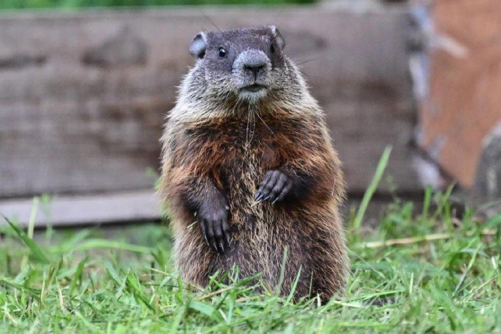 Pearman: Watching woodchucks