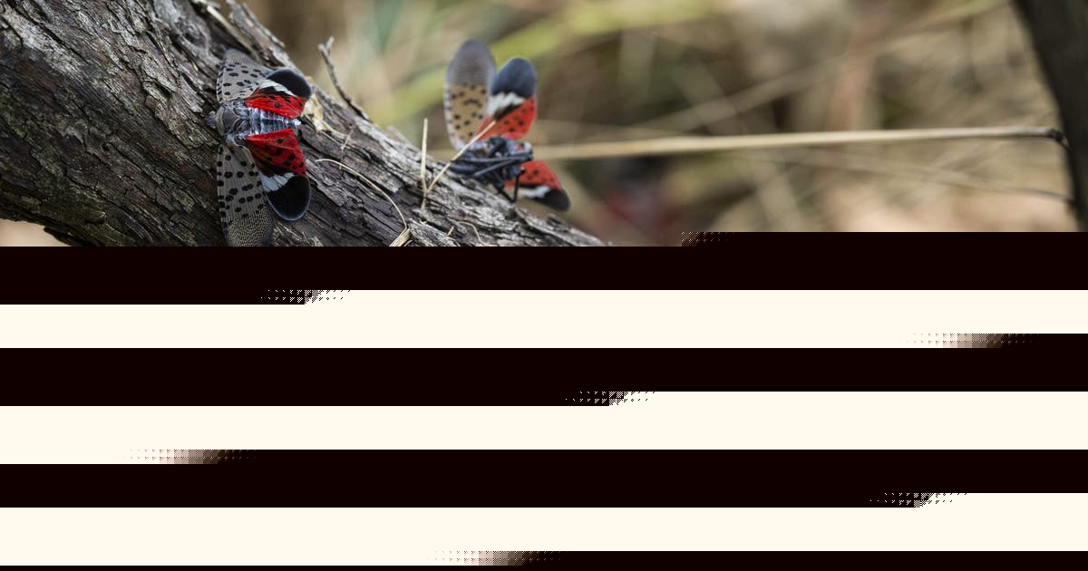 Spotted lanternflies are spreading. A bipartisan bill aims to fight back