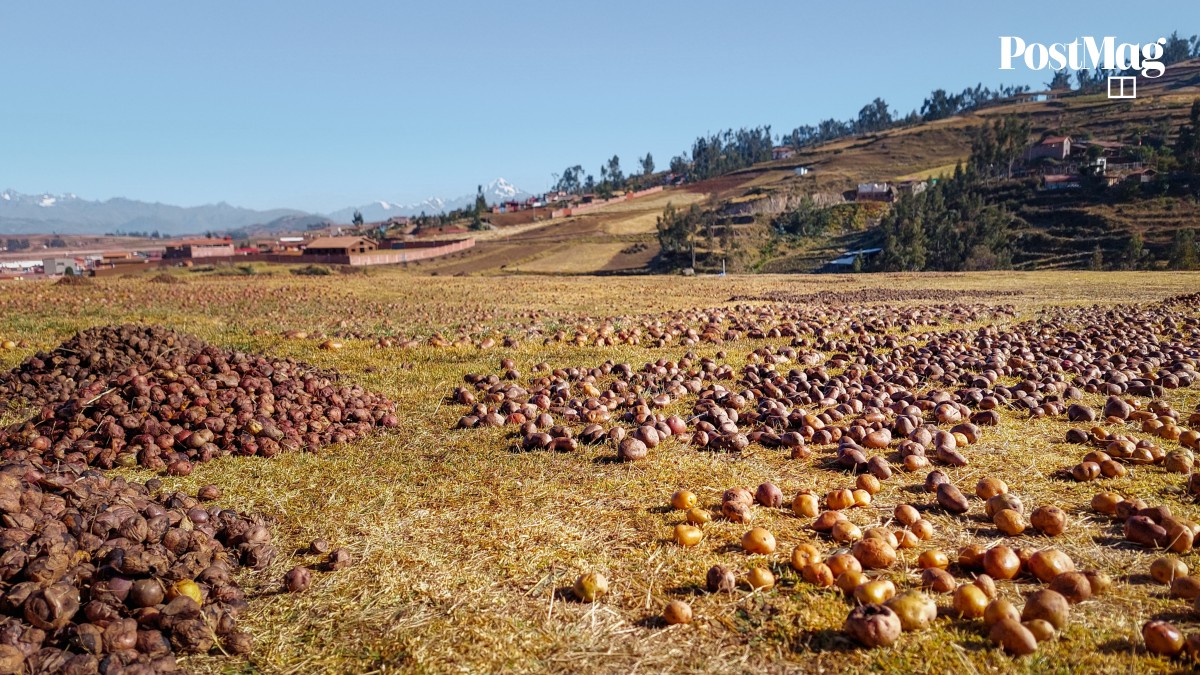 Revealed: the ancient Andean secrets behind Peru’s vibrant potato varieties