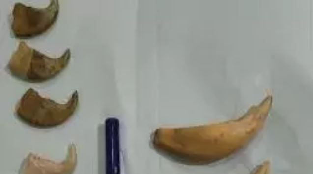 3 Held in Andhra for Possessing Tiger Nails