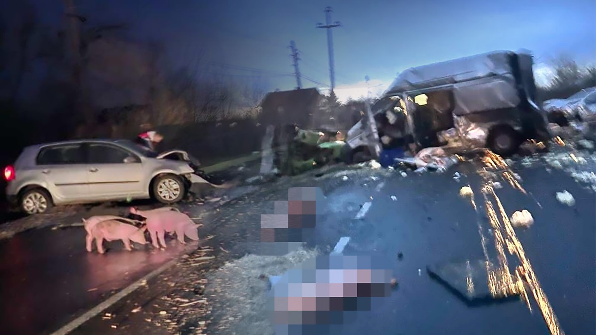MRTVI PRASIĆI, RAZBACANE GAJBE, PREVRNUT TRAKTOR... Jezive slike sa mesta saobraćajne nesreće kod Smedereva: Sudarili se kombi, traktor i auto! (FOTO)