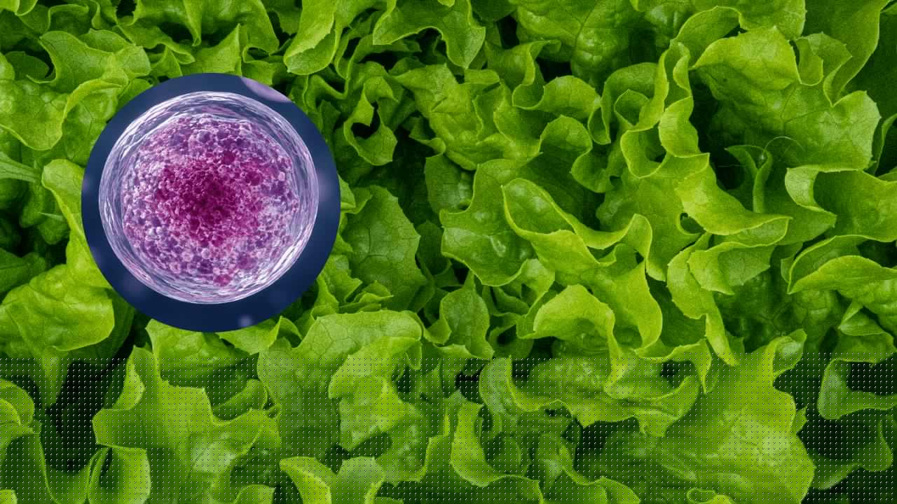 México investiga 33 casos de ciclosporiasis y activan protocolos tras alerta emitida por Estados Unidos