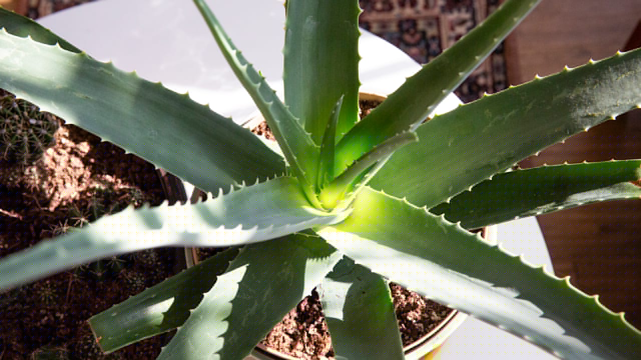 Geduld zahlt sich aus - Mit diesen Tricks blüht die Aloe vera