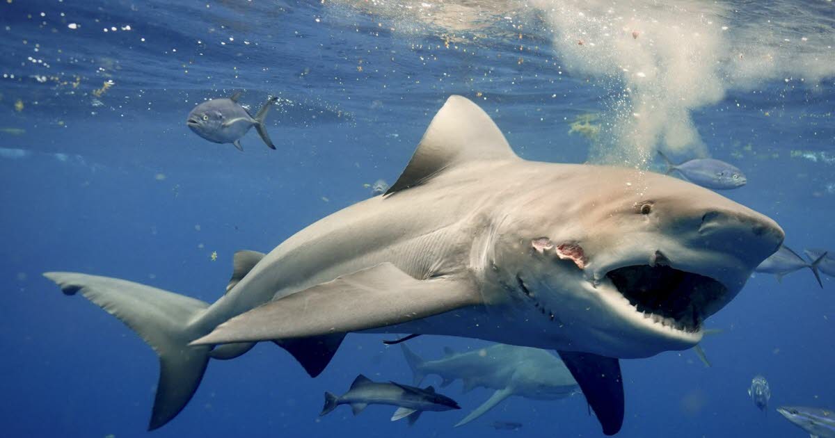 Brésil. Un garçon de 13 ans meurt après avoir été mordu par un requin