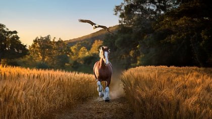 Perspective: Heartland America, this bird’s for you