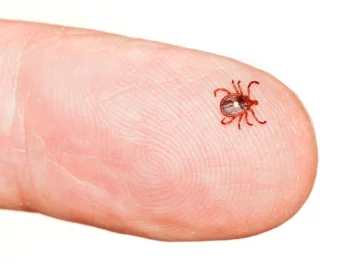 Meat allergy is on the rise — what scientists want to know