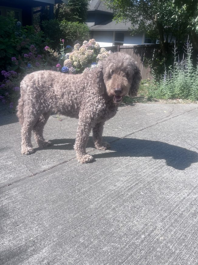 Comment on FOUND DOG: Older by Chris