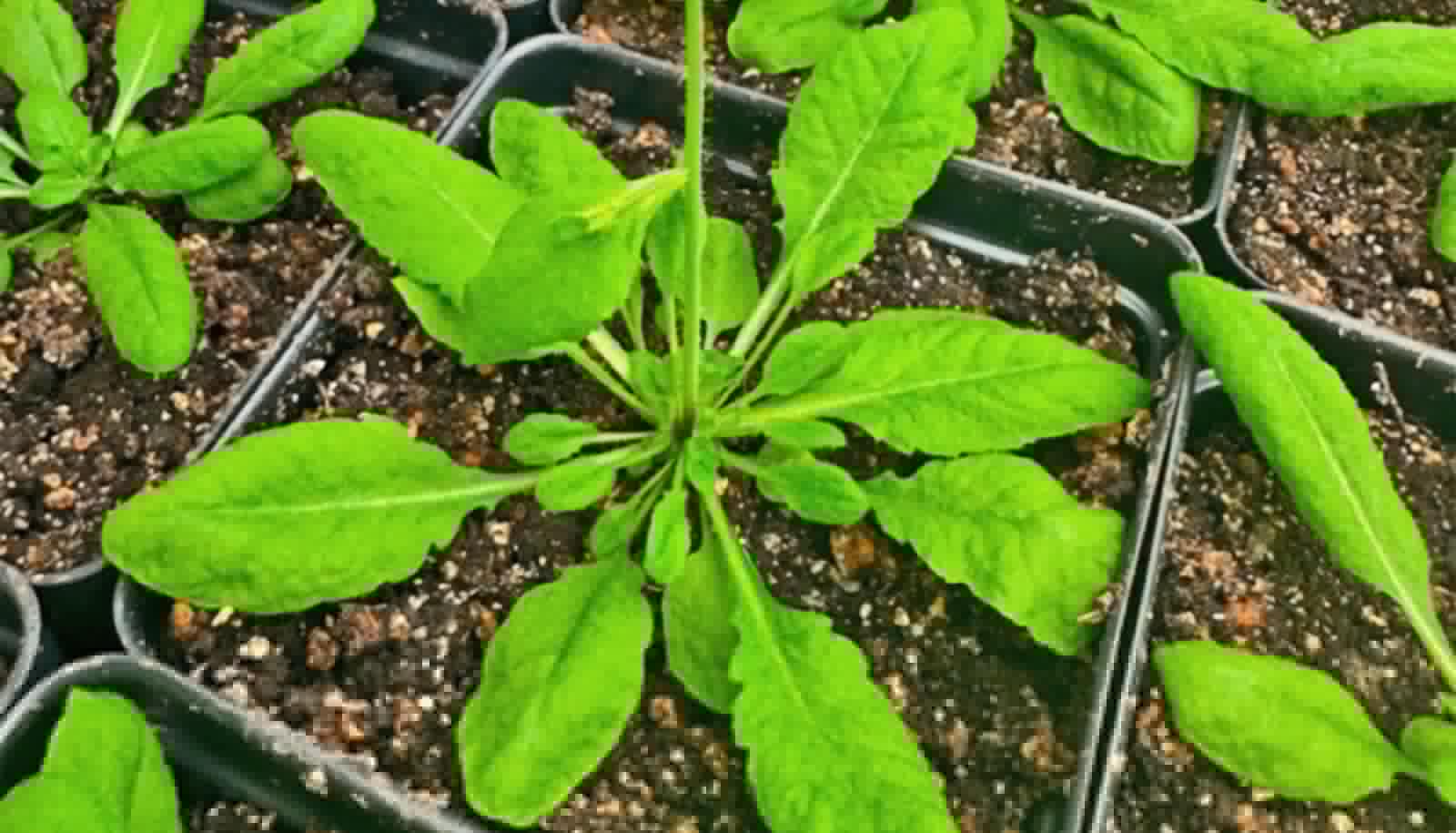 Team uncovers how plants ‘feel full’