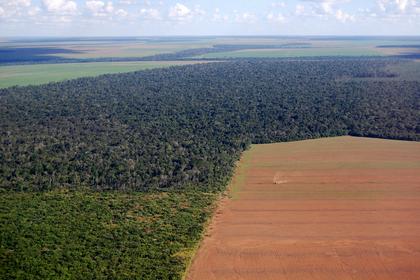 Brazil study links 98% of blocked soy farms to illegal clearing