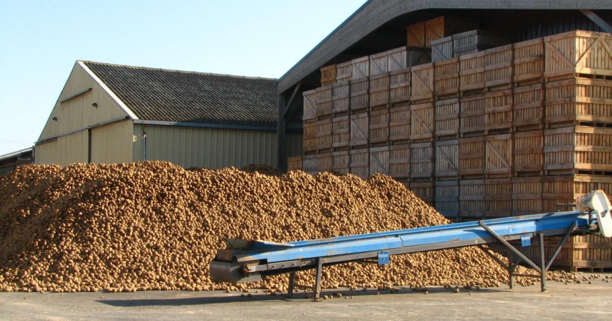 Potato growers urged to submit CIPC residue samples