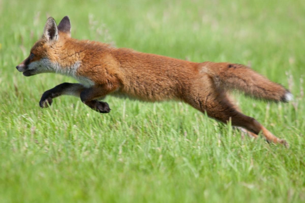 Aggressive Fox Attacks Multiple People in Upstate New York