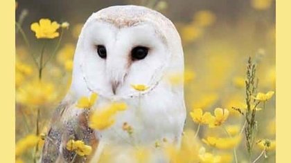 What a hoot! Augusta County program to focus on owls found in Virginia