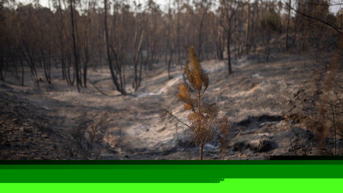 El incendio de Niebla empieza a perder fuerza tras arrasar 25.000 hectáreas