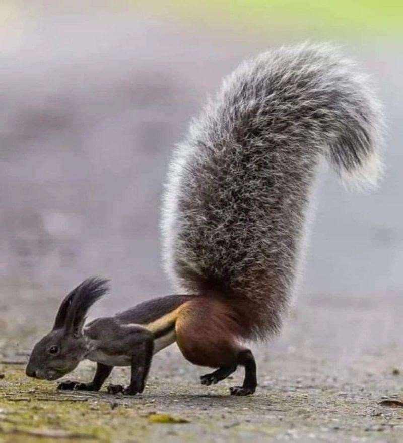 Animals - Tufted Ground Squirrel