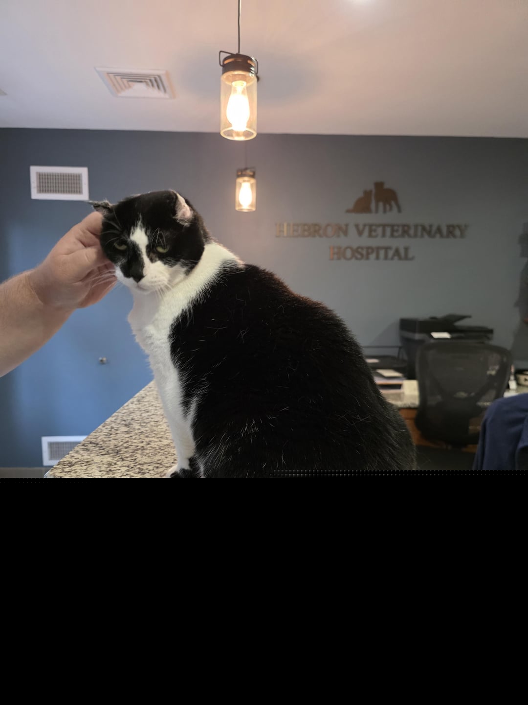 Cats - The office manager