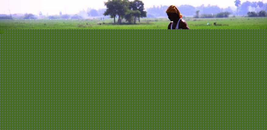 Take strong action against black marketing of fertilisers: Odisha govt to district authorities