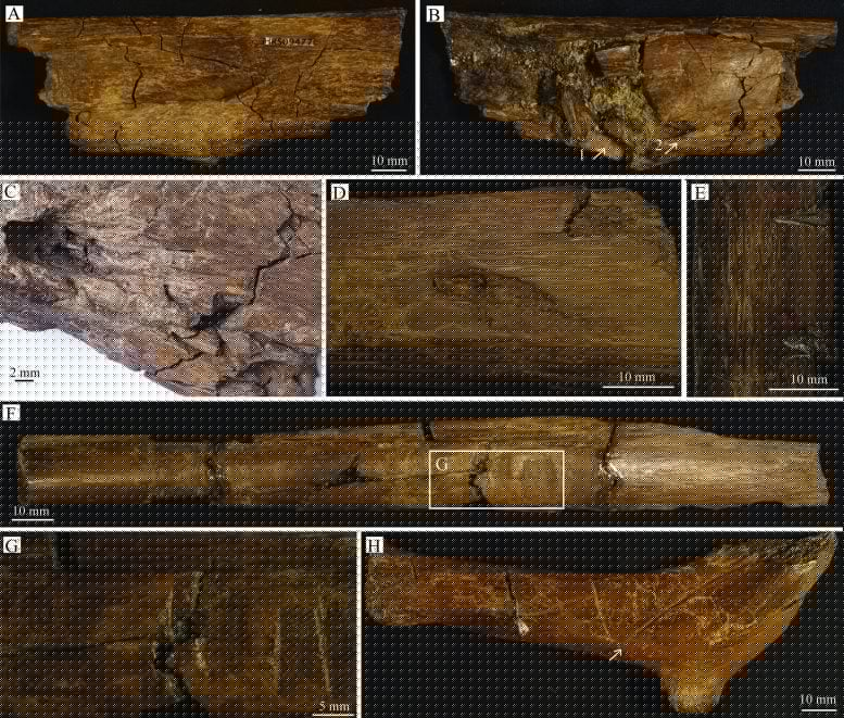 Did T. rex Leave These Mysterious Marks on Dinosaur Bones?