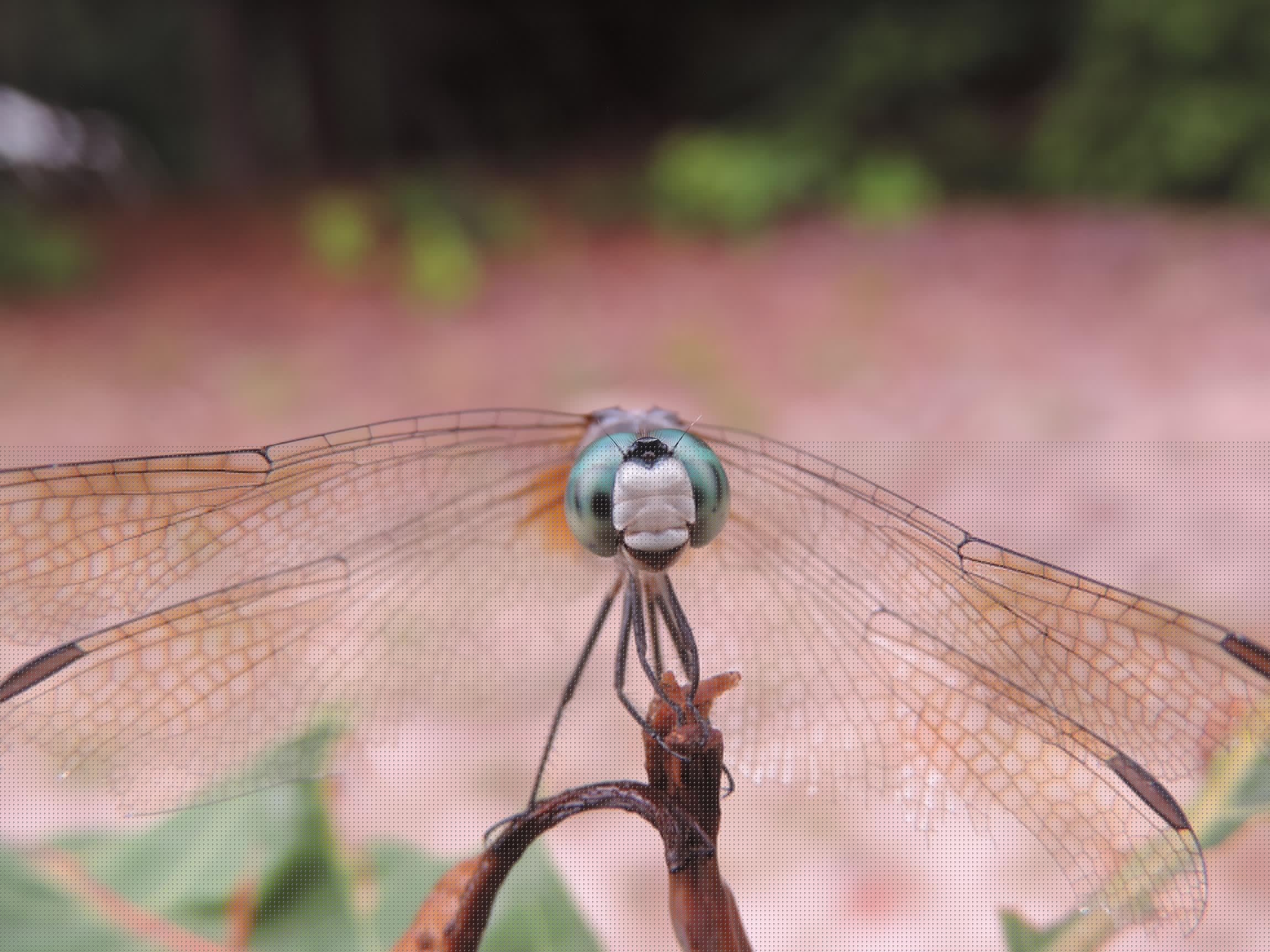 Discover the fascinating world of dragonflies and damselflies