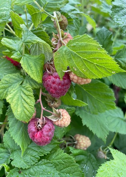 In the Garden: Boost your raspberry harvest with proper pruning