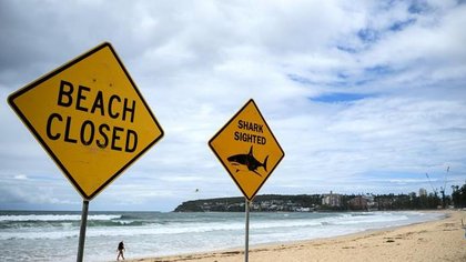 Sydney shark sightings force Manly Beach and Cronulla Beach evacuations