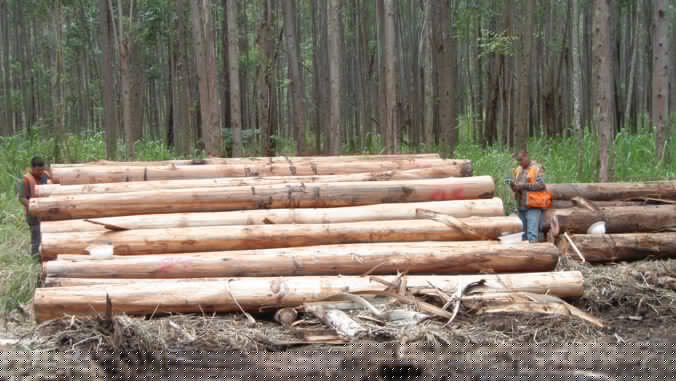 Could Hawaiʻi’s eucalyptus forests become a new source of building materials?