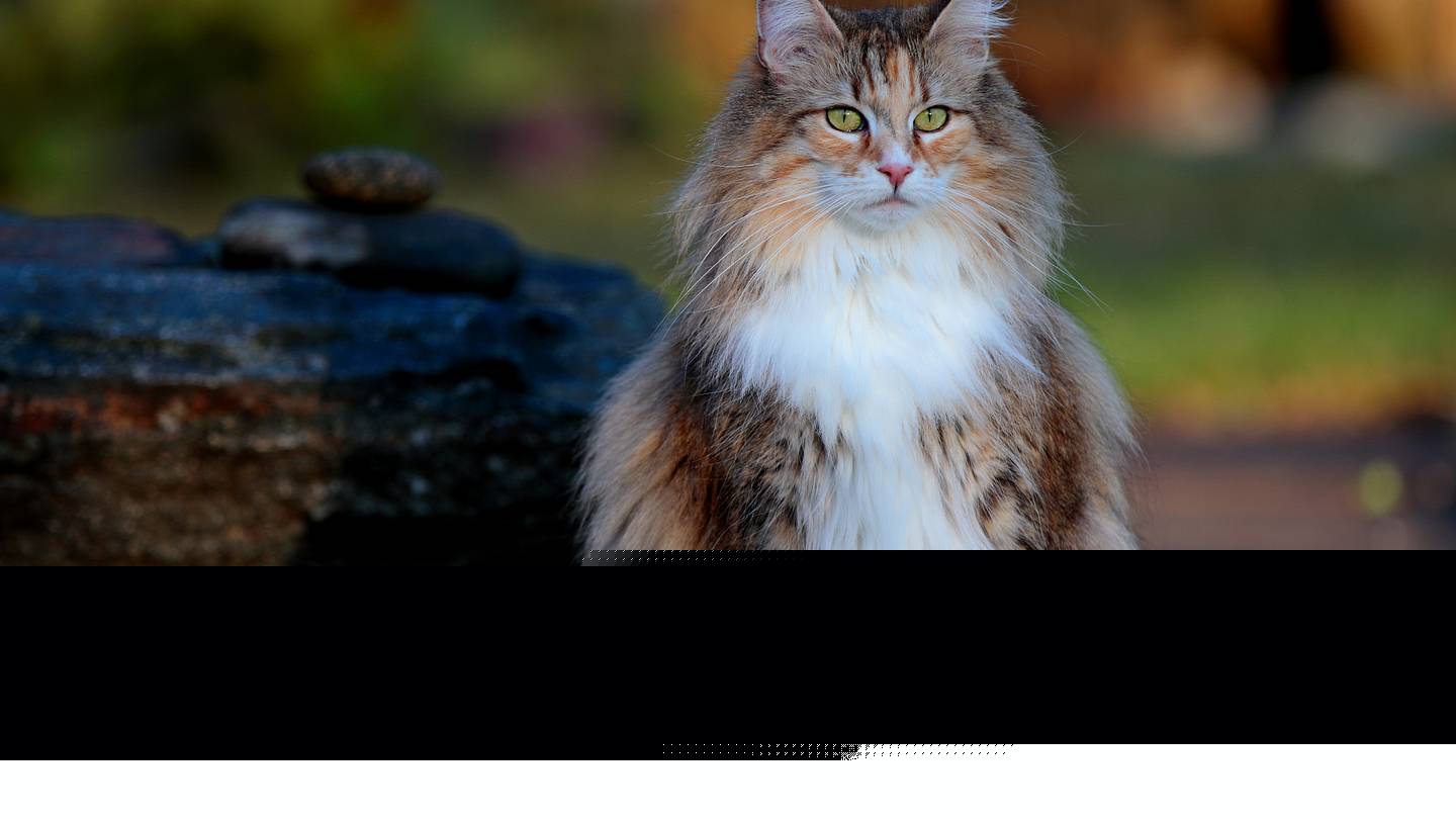 The 20 Cutest Cat Breeds, According to Science