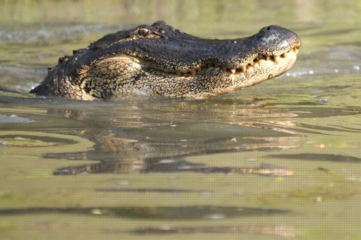 Woman’s Arm Severed by Alligator in Florida. Tips to Stay Safe