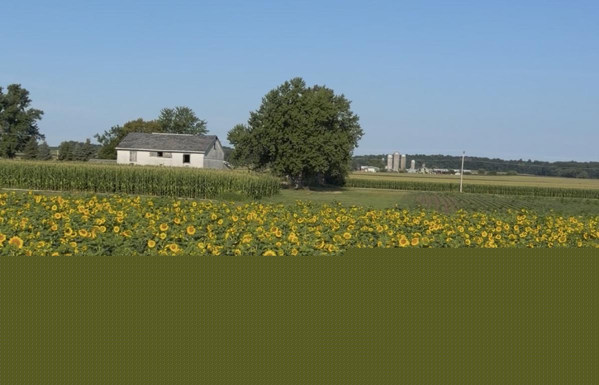 The Unexpected Pet That Visited Skelly's Sunflower Fields