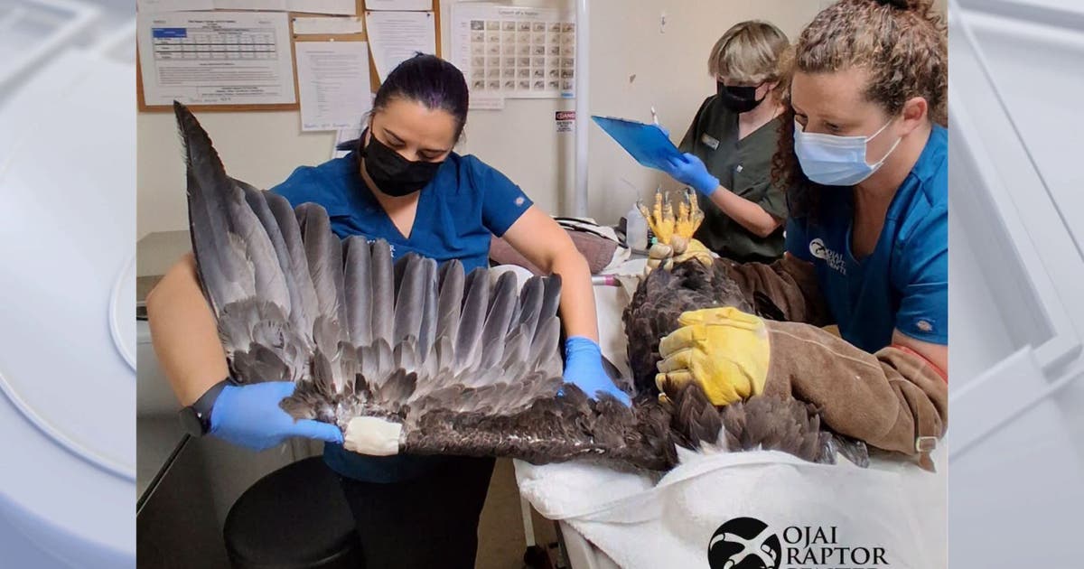 Big Bear bald eagle Jackie shows signs of improvement, still facing critical recovery