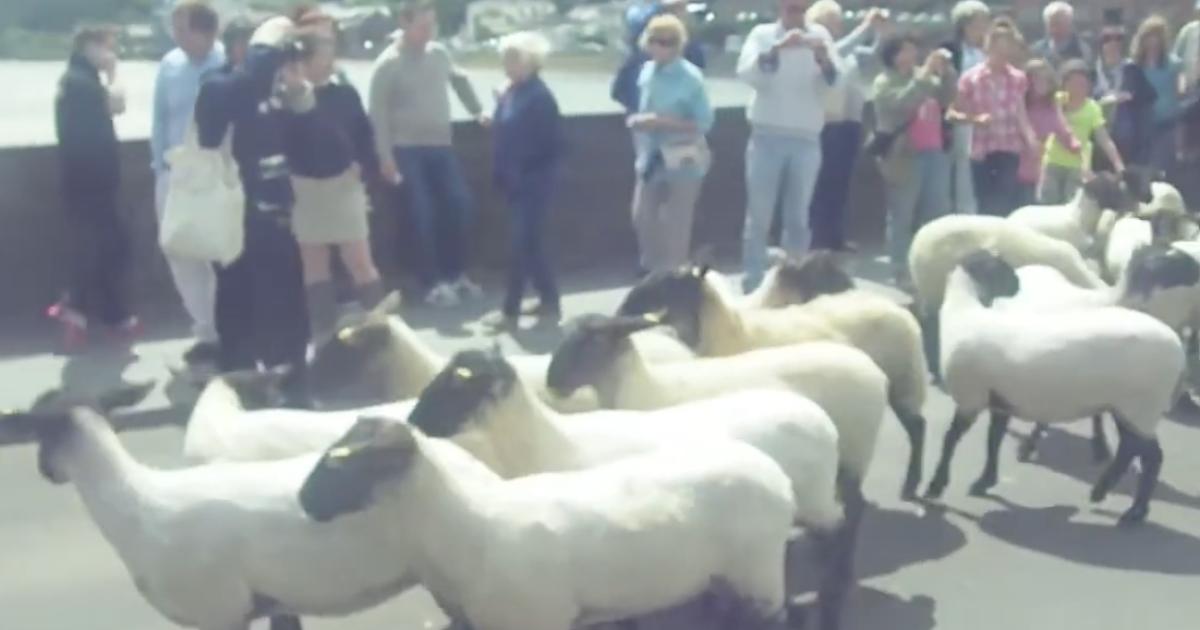 Hundreds set to flock as sheep return to Bideford Bridge after 13 years