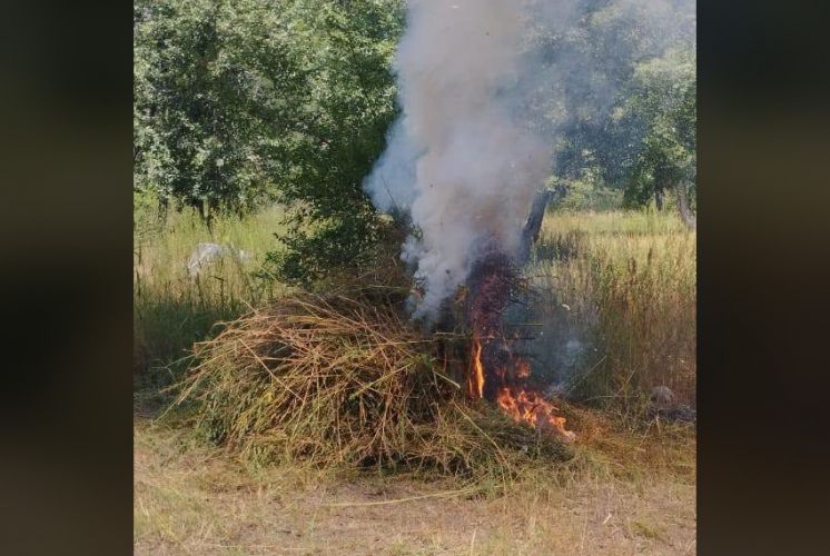 About 2.5 tons of wild hemp destroyed in Dzhumgal