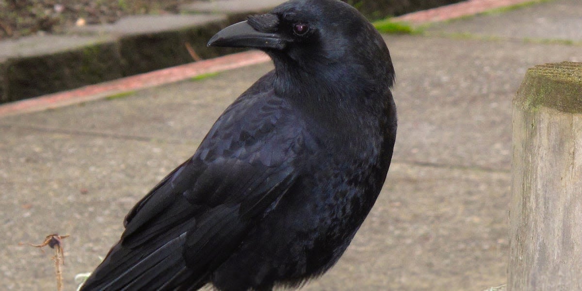 Animal Experts Reveal Stark Reason Why You Should Be Friendly To Crows
