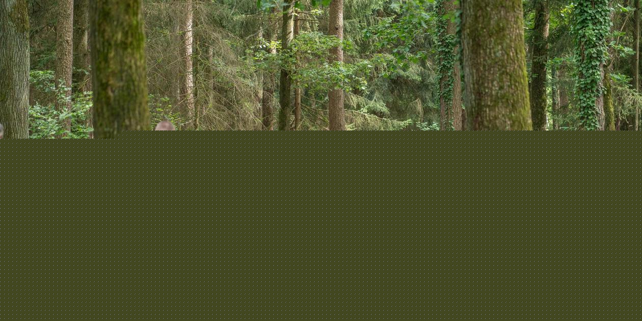 Arbeiter finden in Wald menschliches Skelett: Fall nach über zwei Jahren Ungewissheit aufgeklärt?