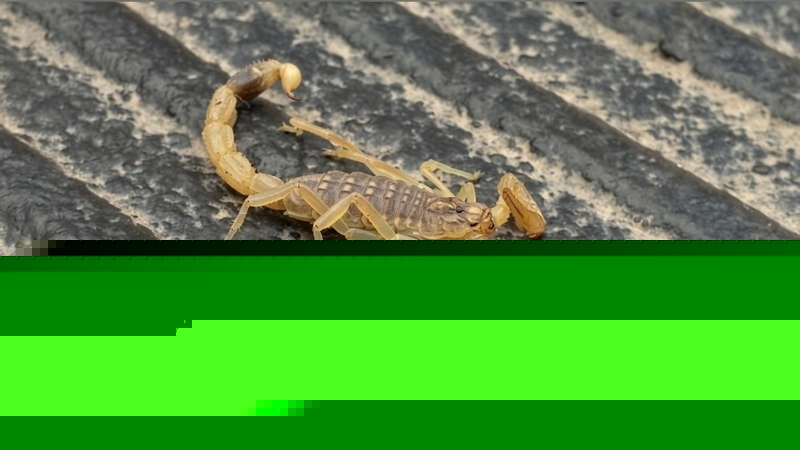 Child stung by scorpion saved in Osh