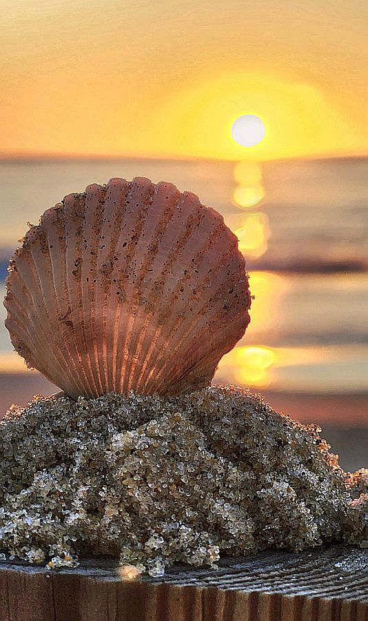 Talk of Delmarva Picture of the Day