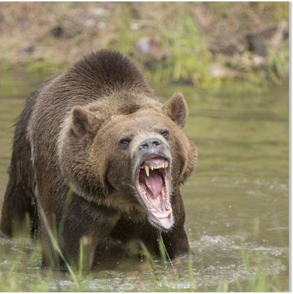 Woman seriously injured after bear attack in Kenai, Alaska