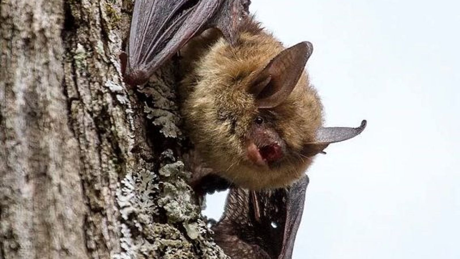 DNR asks residents to take action to help declining animal species in Wisconsin