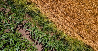 ‘It makes a ton of sense’: Bayer shifts focus to regenerative value chain partnerships across Europe