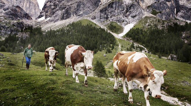 Siccità in Alto Garda, autobotti in quota portano 20mila litri agli animali
