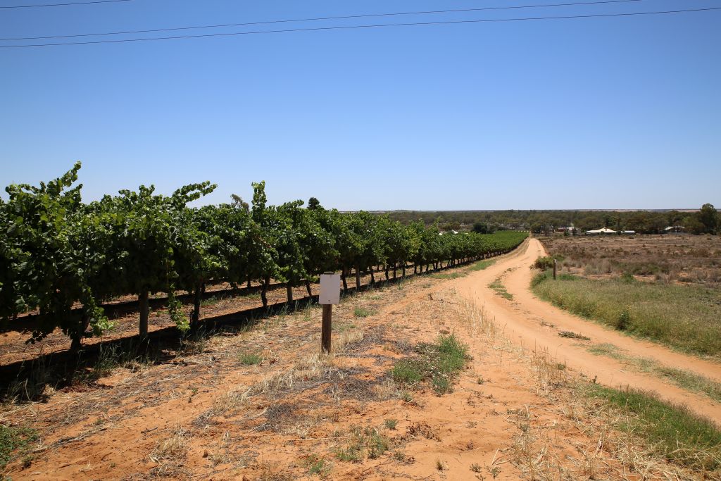 Riverland Wine appoints new chair and board members