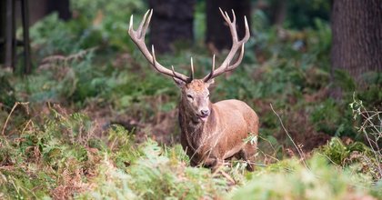 Smell of predators enough to curb deer browsing, study finds