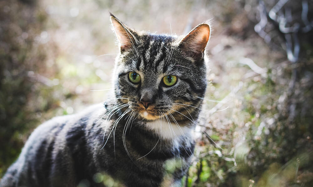 Domestic cat dies after H5 bird flu infection in Washington