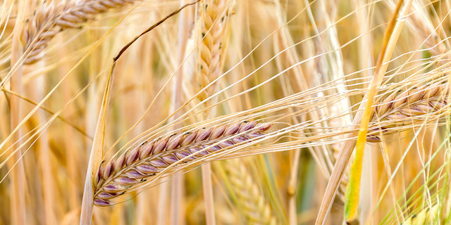 Malting barley association releases annual variety list