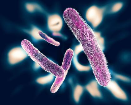 Novel cardanol-based polymer coatings with antibacterial and antiviral properties