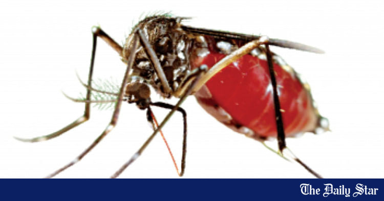 3 more die of dengue, 556 get hospitalised