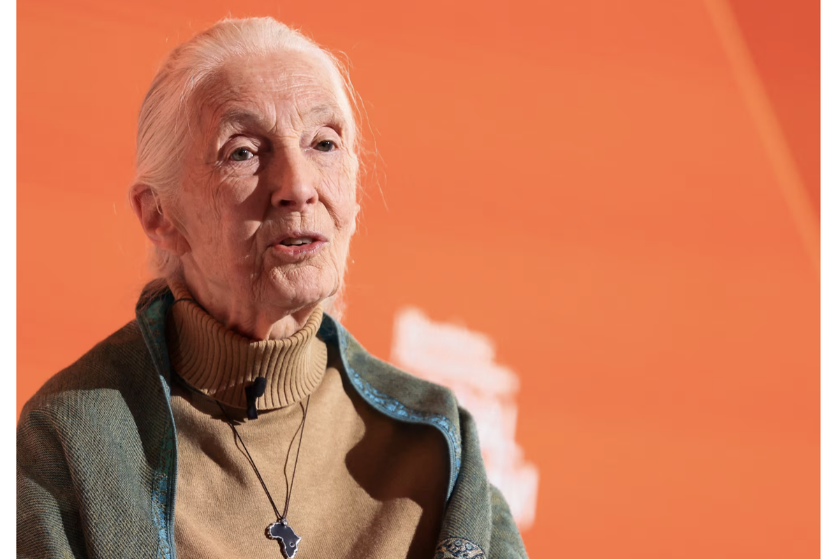 Wildlife advocate and primate expert Jane Goodall dies at 91