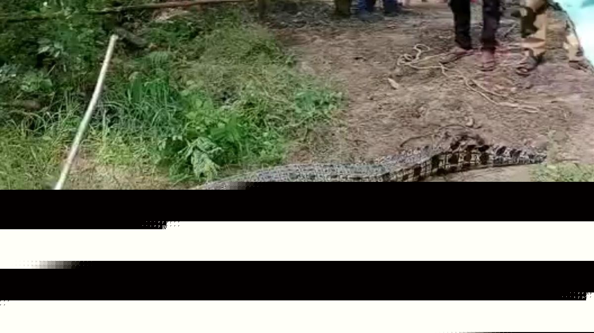 Crocodile drags mom into river and eats half her body as she cries for help