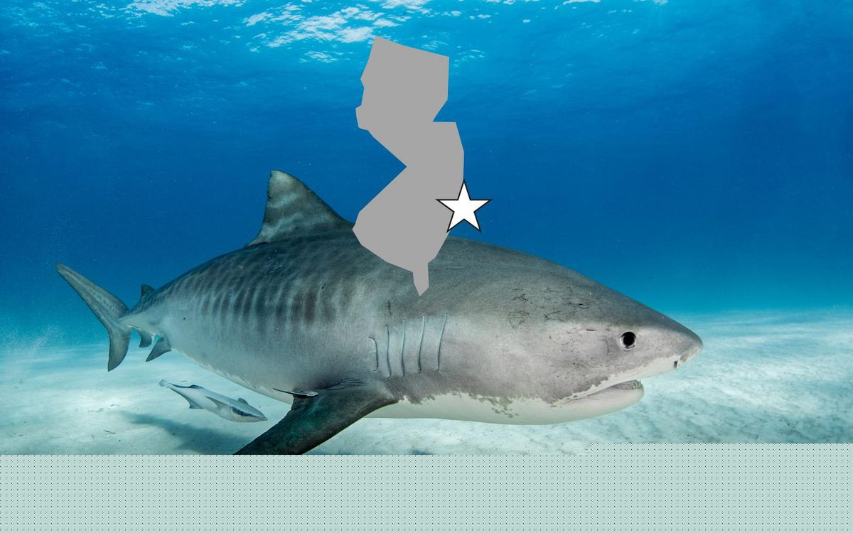 Large Tiger Shark Caught Off Ocean County