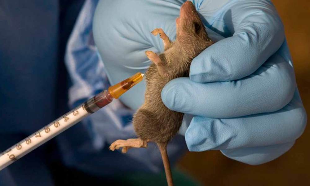 Lassa Fever kills 17 Nigerians in eight states – NCDC